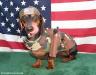 patriotic-dog.jpg
