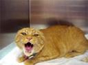 fiercecat.jpg
