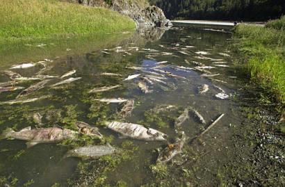 House Probes White House Role in Endangered Species Act