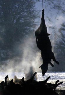 Major Threat To the “Homeland”?  Bush Admin Hoof & Mouth Disease Plans!